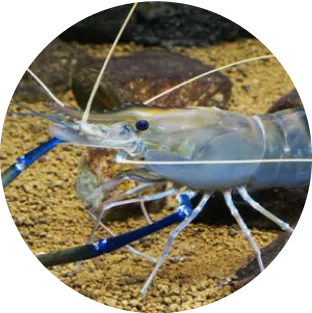 オニテナガエビ