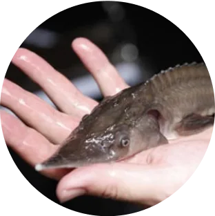 チョウザメ