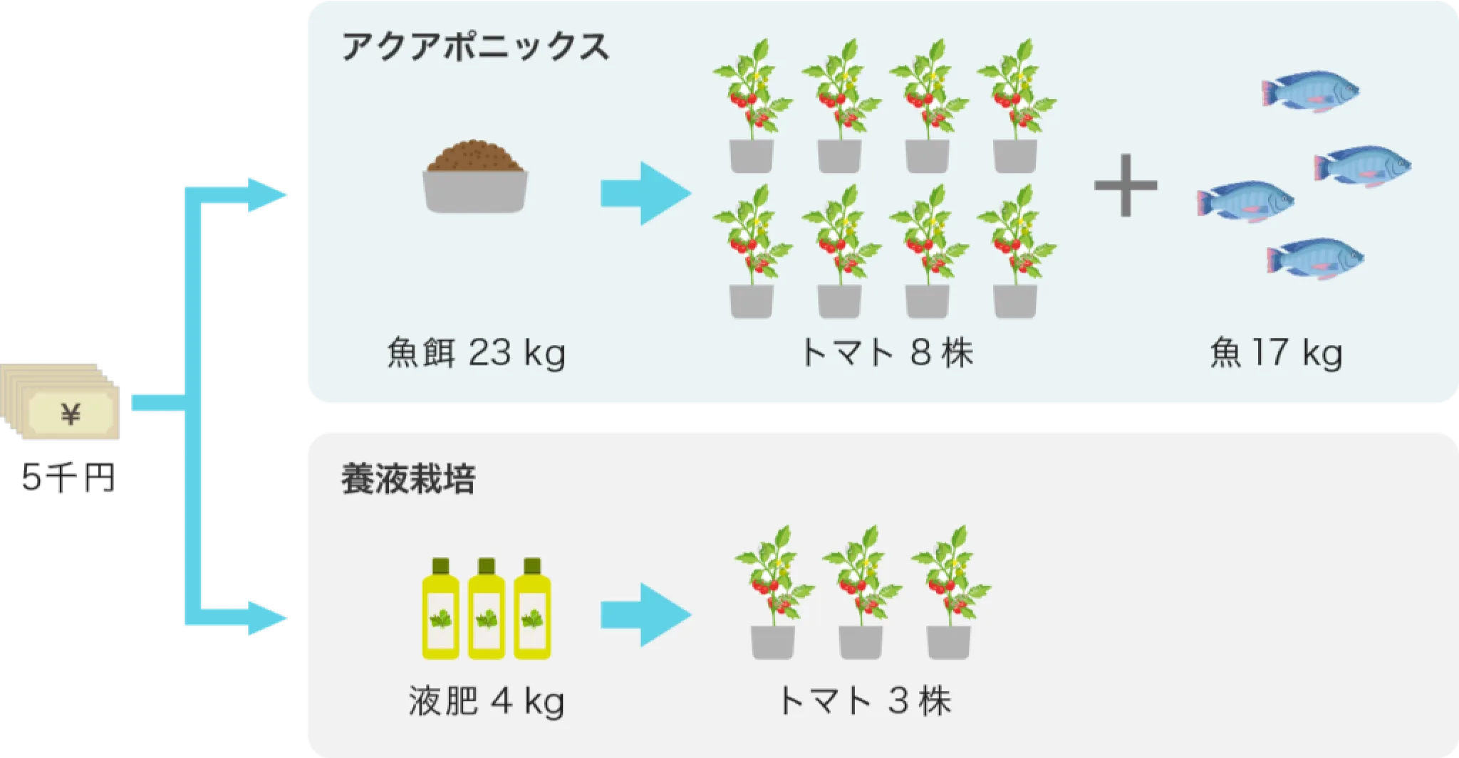 魚の餌を利用して野菜と魚を育てる栽培システム