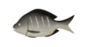 ティラピア