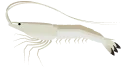 バナメイエビ