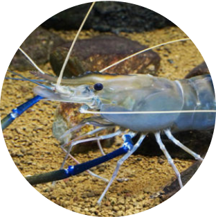 オニテナガエビ