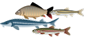 選択可