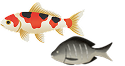 ティラピア、錦鯉