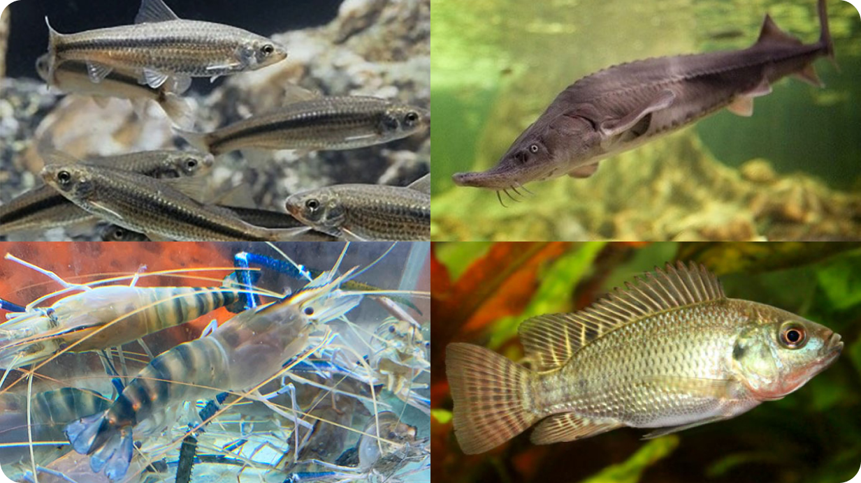 養殖用の稚魚