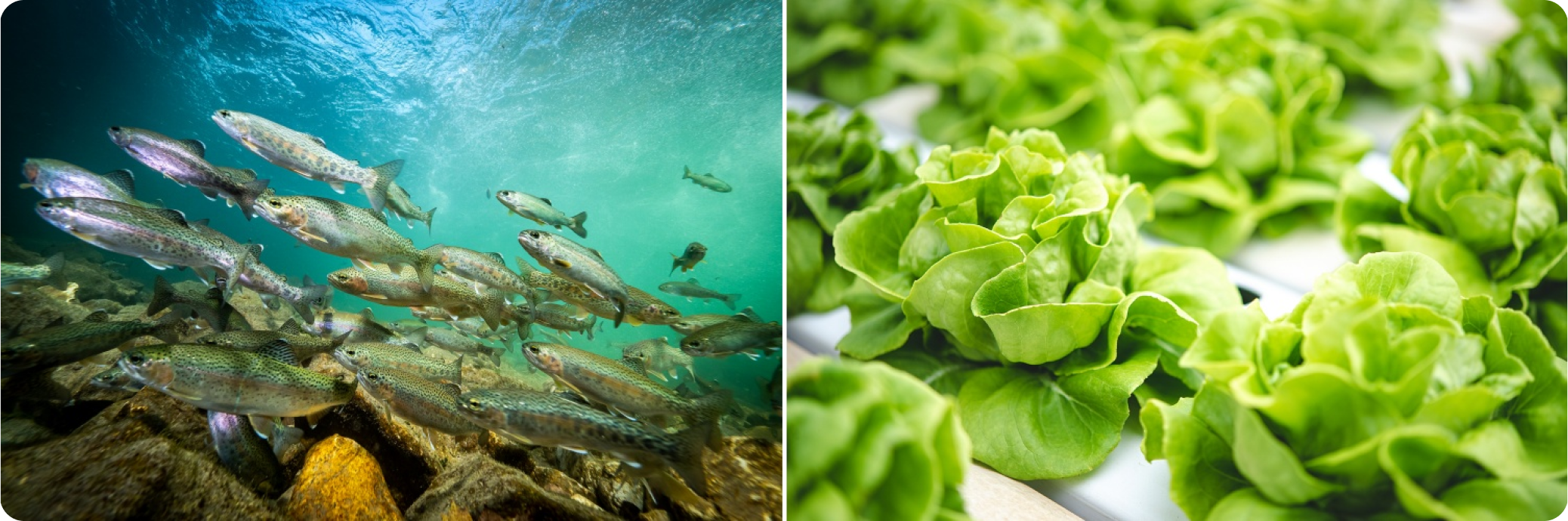 魚・野菜